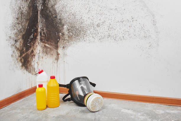 Best Mold Remediation Services  in Alvarado, TX