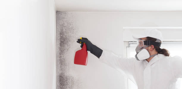 Best Best Mold Removal Companies  in Alvarado, TX