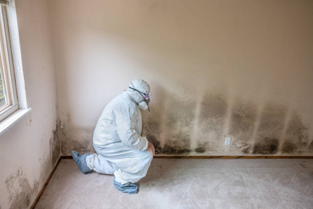 Best Office Mold Removal Services  in Alvarado, TX